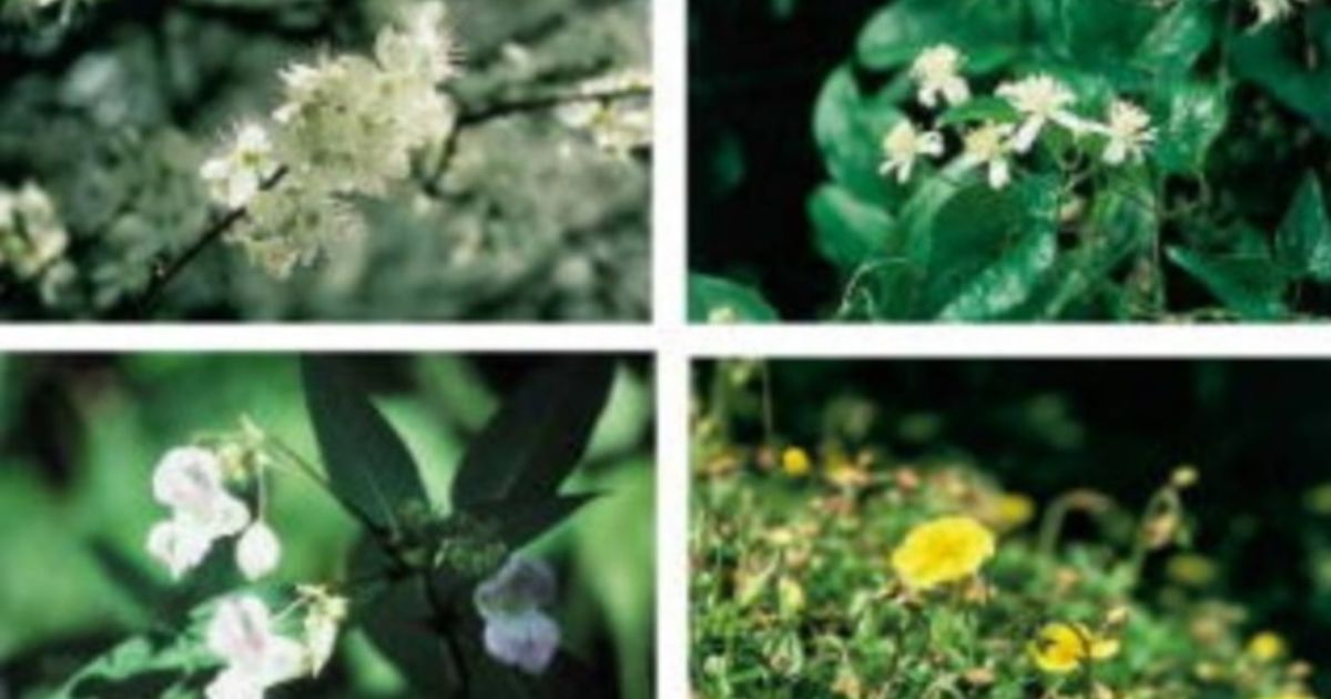 バッチフラワーの初期の反応について 岡崎のエステサロンについてブログでご紹介しておりますのでお読みください