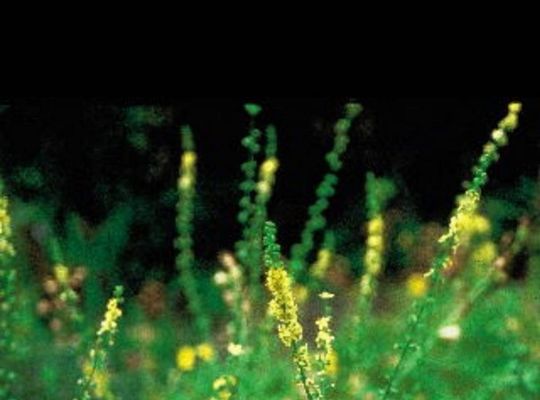 バッチフラワー