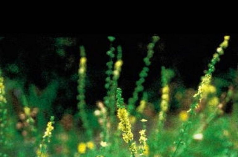 バッチフラワー