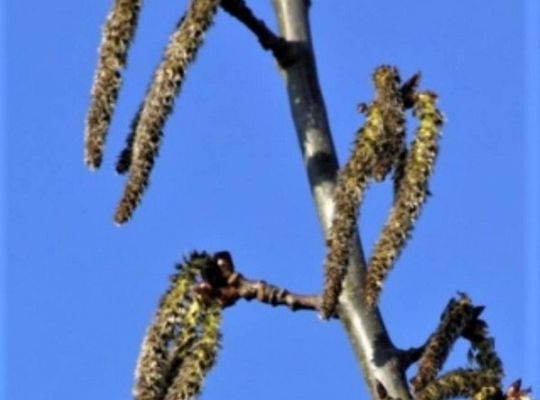 アスペンバッチフラワー