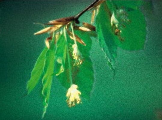 ビーチバッチフラワー