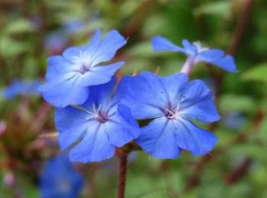 セラトーバッチフラワー