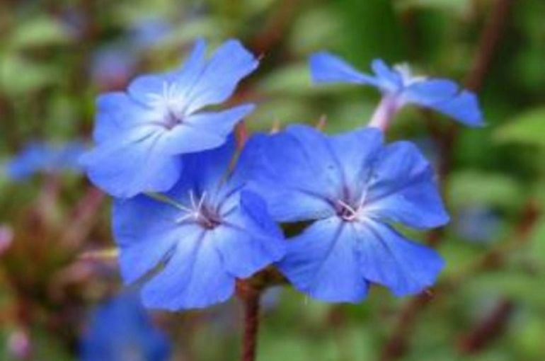 セラトーバッチフラワー