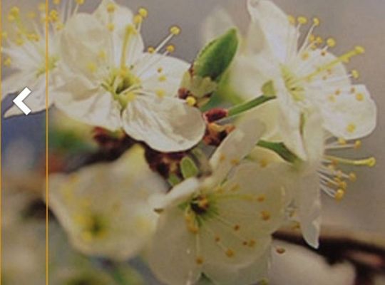 チェリープラムバッチフラワー