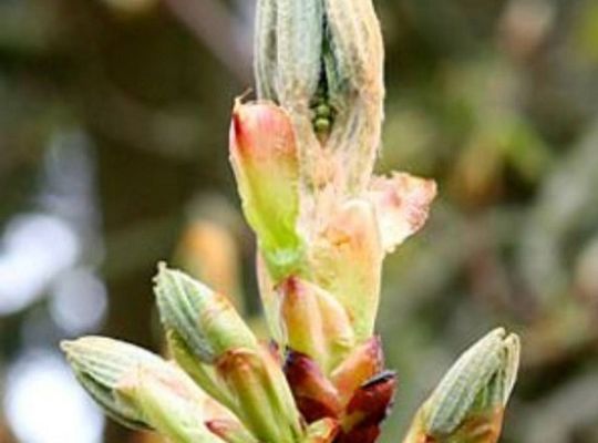 チェストナットバットバッチフラワー